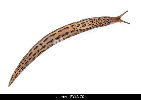 Leopard Slug - limax Maximus, vor weißem Hintergrund Stockfoto