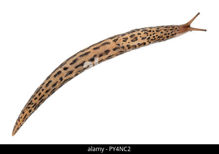 Leopard Slug - limax Maximus, vor weißem Hintergrund Stockfoto