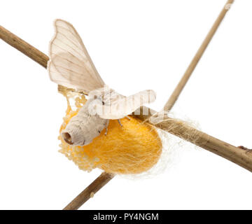 Häuslich Silkmoth neben eigenen Kokon, Bombyx mori, Eier vor weißem Hintergrund Stockfoto