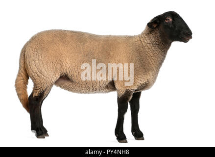 Weibliche Suffolk Schafe, Ovis Aries, 2 Jahre alt, steht man vor weißem Hintergrund Stockfoto