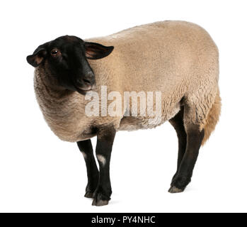 Weibliche Suffolk Schafe, Ovis Aries, 2 Jahre alt, steht man vor weißem Hintergrund Stockfoto