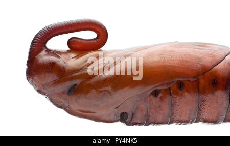 Puppe von Convolvulus Hawk-moth oder Sweetpotato Hornworm, Agrius convolvuli vor weißem Hintergrund Stockfoto