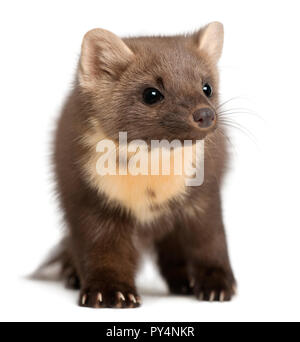 Europäische Marder oder Marder, Martes martes, 4 Jahre alt, stehend vor weißem Hintergrund Stockfoto