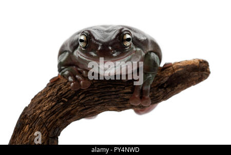 Australian Green Tree Frog, Simply Green Tree Frog in Australien, White's Tree Frog, oder Pummelig Laubfrosch, Litoria caerulea, Porträt gegen weiße Hinterg Stockfoto