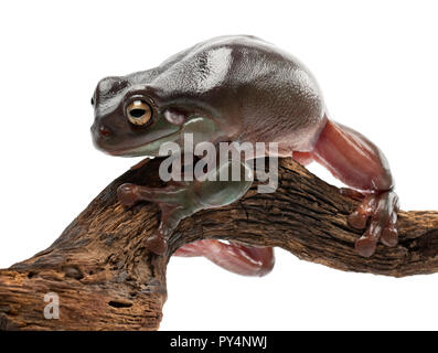 Australian Green Tree Frog, Simply Green Tree Frog in Australien, White's Tree Frog, oder Pummelig Laubfrosch, Litoria caerulea, vor weißem Hintergrund Stockfoto