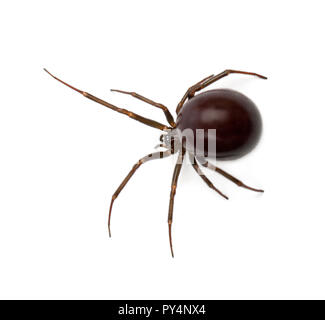 Gemeinsamen Haus Spinne, Parasteatoda Tepidariorum, vor weißem Hintergrund Stockfoto