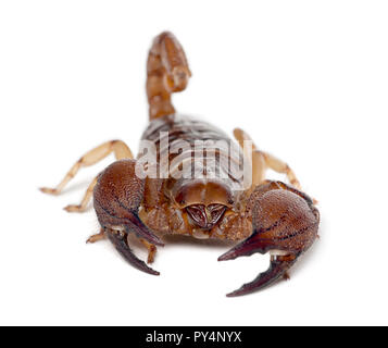 Glänzend grabenden Scorpion oder gelben Beinen kriechen Opistophthalmus glabrifrons, Scorpion, vor weißem Hintergrund Stockfoto