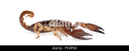 Glänzend grabenden Scorpion oder gelben Beinen kriechen Opistophthalmus glabrifrons, Scorpion, vor weißem Hintergrund Stockfoto