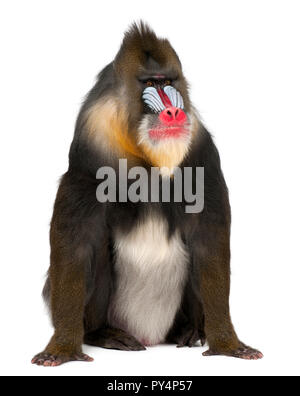 Mandrill, mandrillus Sphinx, 22 Jahre alt, Primas von der Familie gegen den weißen Hintergrund Stockfoto