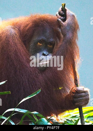 Orang Utan schaut in die Kamera und zeigen Sie den Ausdruck Stockfoto