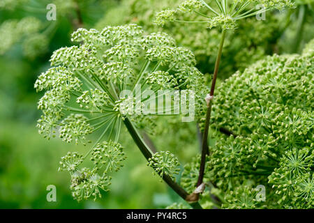 Garten Angelica archangelica Angelica, wilde Sellerie und norwegischen Angelica Stockfoto