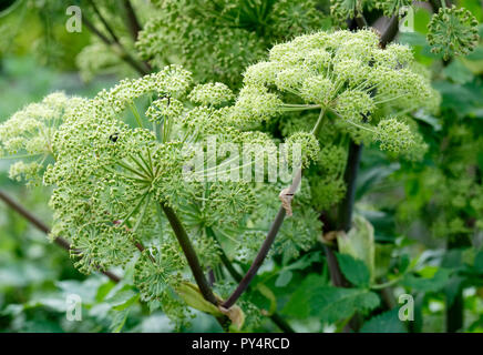 Garten Angelica archangelica Angelica, wilde Sellerie und norwegischen Angelica Stockfoto