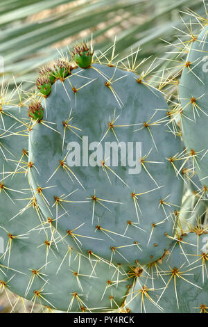 In der Nähe der Wirbelsäule bedeckt die Stängelstücke mit fünf unreife Früchte des Feigenkaktus (Opuntia robusta) Stockfoto