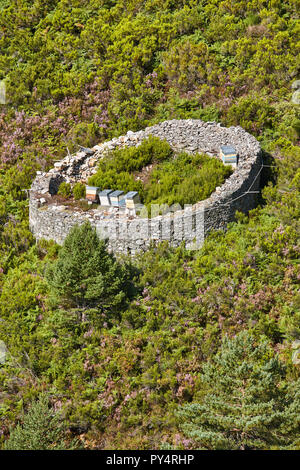 Bienenstöcke. Traditionelle Steinmauer Struktur gegen die Bären. Muniellos, Asturien, Spanien Stockfoto