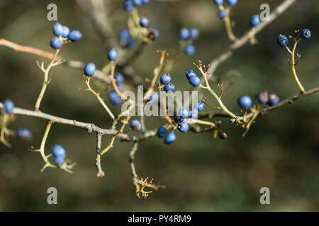 Wilde Blaubeeren in Westonbirt Stockfoto