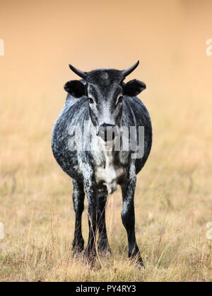 Grau Weiß Kuh in einem Feld, mit Blick auf und starrte auf den Betrachter, vollen Körper. Nguni Stockfoto