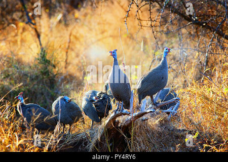 Behelmte Perlhuhn Aufruf am Morgen, genießen die Wärme der frühen Winter Sonne im Krüger National Park. Numida meleagris Stockfoto