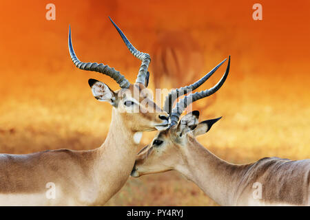 Impala (Aepyceros melampus) Zuneigung zwei männliche Impala ist in einem intimen Moment während einer Zeit der Schlacht, die Brunftzeit. Stockfoto