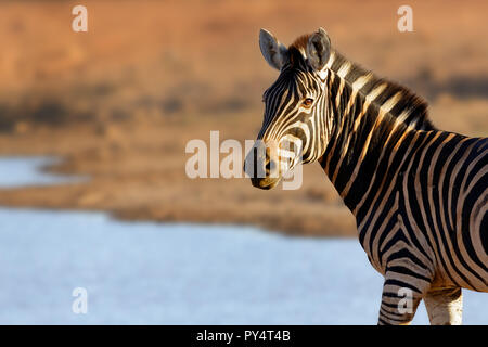 Porträt einer Zebra im goldenen Licht am Wasserloch. Equus quagga Stockfoto