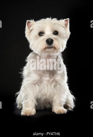 Sitzung West Highland White Terrier oder Westie Hund in die Kamera schaut auf schwarzem Hintergrund Stockfoto