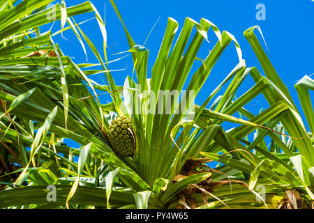 Ananas Obst auf dem Hintergrund des blauen Himmels, Kauai, Hawaii, USA. Mit selektiven Fokus Stockfoto