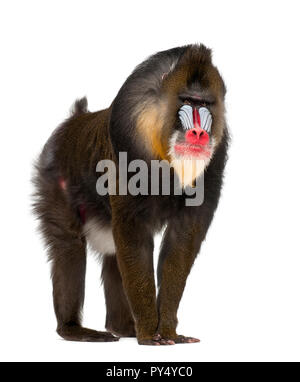 Mandrill, mandrillus Sphinx, 22 Jahre alt, Primas von der Familie gegen den weißen Hintergrund Stockfoto