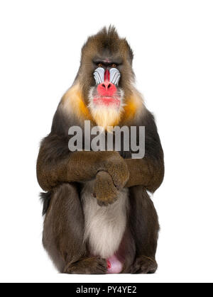 Mandrill sitzend, mandrillus Sphinx, 22 Jahre alt, Primas von der Familie gegen den weißen Hintergrund Stockfoto