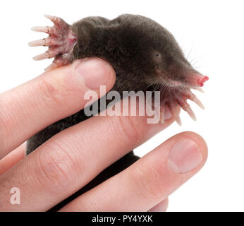 Europäische Mole, Talpa europaea, gegen die weißen Hintergrund schließen Stockfoto