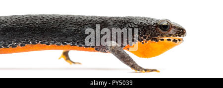 Bergmolch Ichthyosaura Alpestris, früher Triturus Alpestris und Mesotriton Alpestris vor weißem Hintergrund Stockfoto