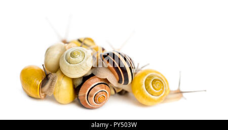 Stapel von Grove Schnecken oder braun-lippigen Schnecken, Cepaea nemoralis, vor weißem Hintergrund Stockfoto