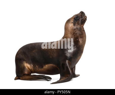 California Sea Lion, 17 Jahre alt, gegen die weißen Hintergrund Stockfoto