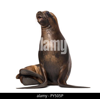 California Sea Lion, 17 Jahre alt, gegen die weißen Hintergrund Stockfoto