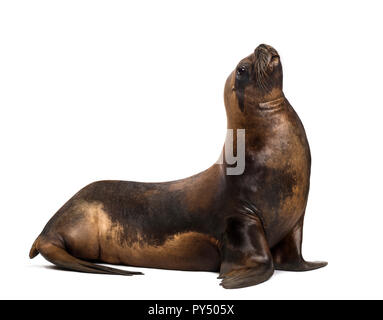 California Sea Lion, 17 Jahre alt, gegen die weißen Hintergrund Stockfoto