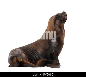 California Sea Lion, 17 Jahre alt, gegen die weißen Hintergrund Stockfoto