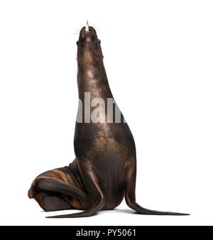 California Sea Lion, 17 Jahre alt, Fisch zu essen, vor weißem Hintergrund Stockfoto