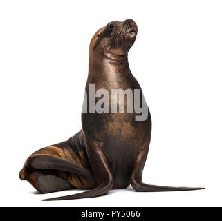 California Sea Lion, 17 Jahre alt, gegen die weißen Hintergrund Stockfoto