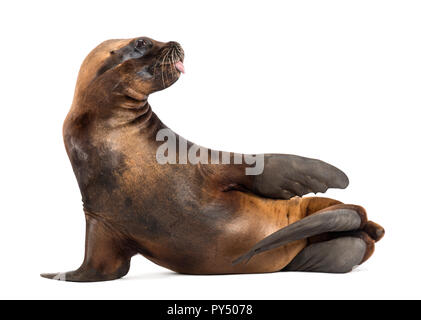 California Sea Lion, 17 Jahre alt, Lügen gegen den weißen Hintergrund Stockfoto