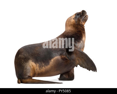 California Sea Lion, 17 Jahre alt, mit der Pfote gegen den weißen Hintergrund Stockfoto