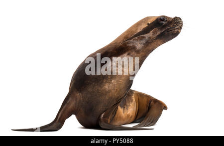 California Sea Lion, 17 Jahre alt, suche nach rechts gegen die weißen Hintergrund Stockfoto