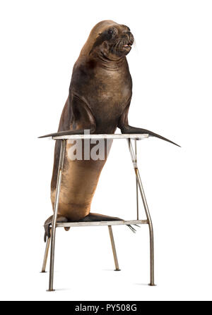 California Sea Lion, 17 Jahre alt, stehen auf Hocker vor weißem Hintergrund Stockfoto