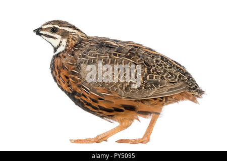 Weibliche Harlekin Wachtel, Coturnix delegorguei, mit seinem Schnabel gegen den weißen Hintergrund gebrochen Stockfoto