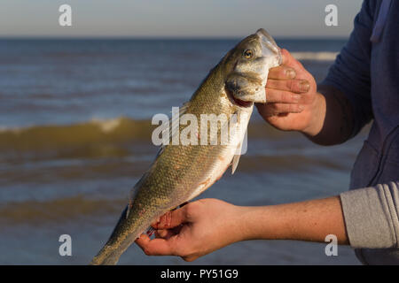 In der Nähe von Fisherman Holding frisch gefangenen Europäischen Wolfsbarsch am Strand mit Wasser, Wellen und Himmel im Hintergrund Stockfoto