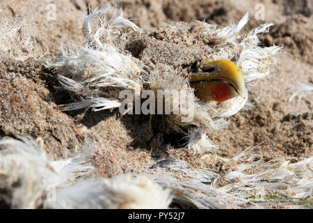 Tote Möwe im Sand, Schottland, Großbritannien Stockfoto