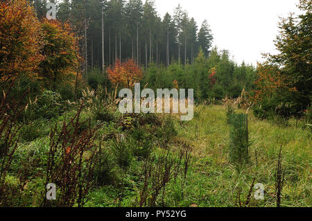 Clearing im Hochwald, gewachsen mit Gras und reforestated mit setzlingen von Fichten Stockfoto