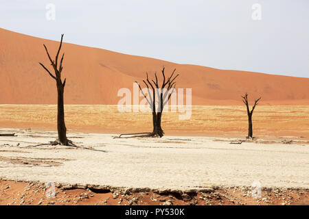 Deadvlei Namibia - Bäume tot für 8000 Jahre in den Dünen der Namib Wüste Namib Naukluft National Park, Namibia Stockfoto