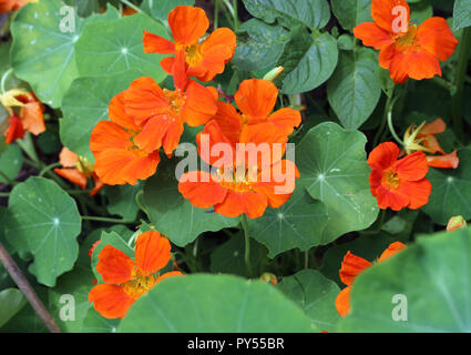 Orangefarbene Kapuzinerkresse Blüten Stockfoto