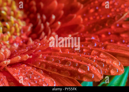 Eine enge Sicht auf einen schönen roten Gerbera Blume mit Wassertropfen. Stockfoto