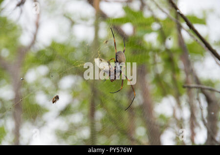 Golden Orb Weaver verschlingende Eine Zikade in seiner Web an einem bewölkten Tag erwischt. Aufnahme auf Mt Tibrogargan im Südosten von Queensland. Stockfoto