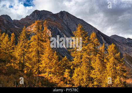 Wald von orange Lärchen von der Sonne beschienen mit Bergen Peak und bewölkter Himmel im Hintergrund Stockfoto