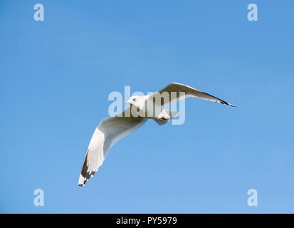 Sturmmöwe, Larus canus, im Flug über Brent Reservoir, Brent, London, Vereinigtes Königreich Stockfoto